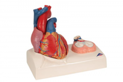 Model ludzkiego serca naturalnej wielkości, 5 części z przedstawieniem skurczu - 3B Smart Anatomy kat.1010006 G01